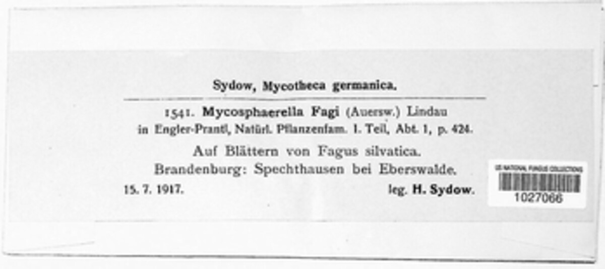 Mycosphaerella fagi image